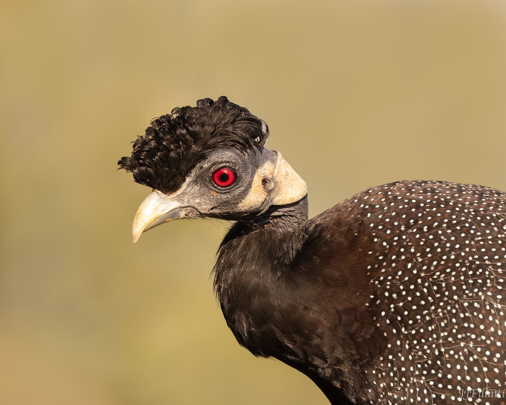 wildlife of Zimanga image 59